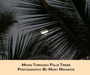 Moon Through Palm Trees